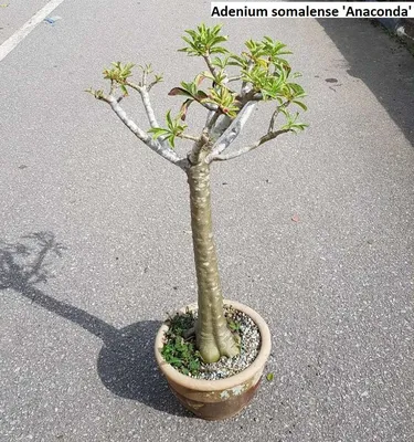 Adenium somalense 'Anaconda' (Desert Rose) / 5 seeds - UnusualSeeds