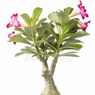 Desert Rose (Adenium obesum) Miami: Desertscapes - Local Cacti and  Succulents Plants Delivery Miami, Florida