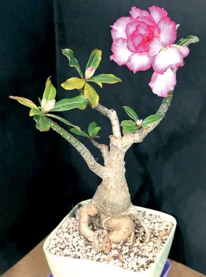 Adenium obesum var. Arabicum | The Cactus King