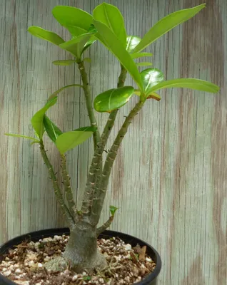 Read Adenium Care Online | Peppyflora®