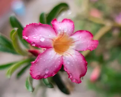 Desert Rose 'Adenium' Trees for Sale | FastGrowingTrees.com