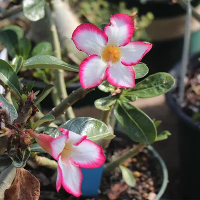 Red Adenium obesum : Red desert rose