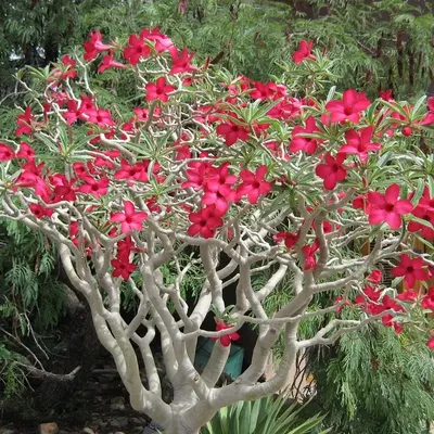 Adenium arabicum 761F | Rare plants CactusMania