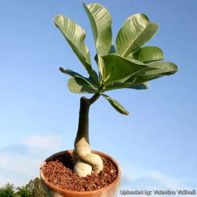 Adenium obesum (Pink star) 14 cm. | Apocynaceae - Giromagi vendita piante  grasse