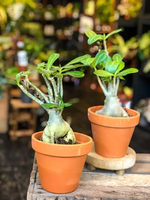 Desert Rose Basic Pink - Adenium obesum – Wellspring Gardens