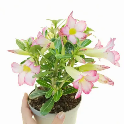 Adenium Obesum, Also Known as Desert Rose 12 to 14 Inches Tall, Beautiful  Healthy One Year Old Live Rooted Plant - Etsy