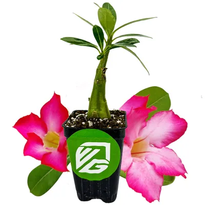 Adenium Obesum Pink Single Petal for Sale | Peppyflora®