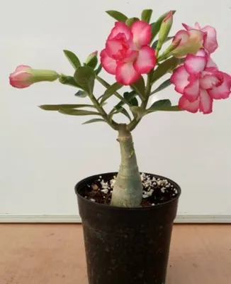 Adenium plant hi-res stock photography and images - Alamy