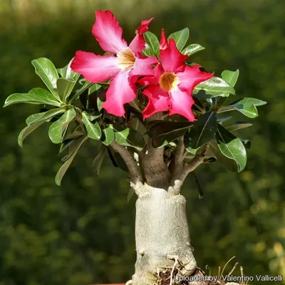 How to Grow and Care for Adenium Obesum Desert Rose Plant - Succulents Box