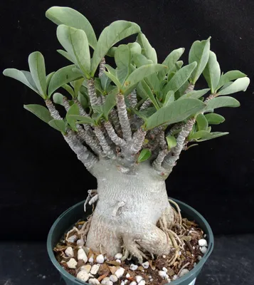 Desert Rose 'Adenium arabicum' - Buy Online at Planet Desert