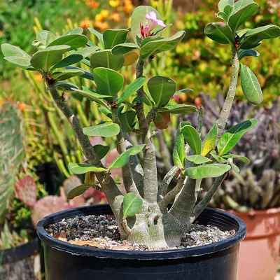 A1. Adenium obesum Multi-petals mixed breeds – adenium.com.tw online store