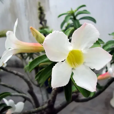 White desert rose : Adenium obesum white