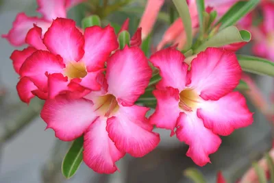 All you need to know about the adenium plant - (Desert Rose Plant) – Casa  De Amor