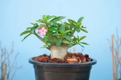 Beautiful purple adenium flower pots Stock Photo - Alamy