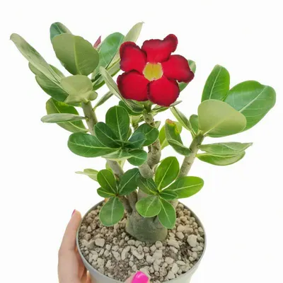 Adenium Arabicum 'Desert Rose' Care Guide (2024) | Garden Pals