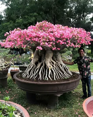 Adenium obesum 14 cm. | Apocynaceae - Giromagi vendita piante grasse