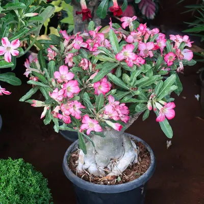 FlowerPotNursery Variegated Desert Rose CF 31 Adenium obesum CF 31 6\" Pot -  The Flower Pot Nursery