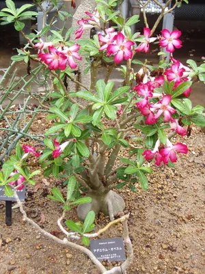 Desert Rose 'Adenium' Trees for Sale | FastGrowingTrees.com