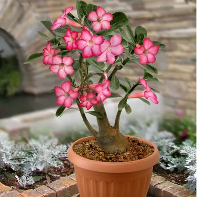 Adenium 'Thai Socotranum' (A) – Kyle's Plants