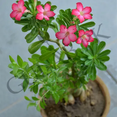 Adenium obesum (Desert rose) - 10 seeds – Rare Plant World