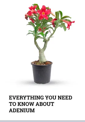 Desert Rose Dying? 11 Helpful Tips to Grow Adenium obesum