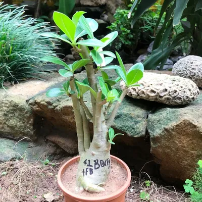 Adenium Arabicum BB(F1)+FB - Gabbar Farms