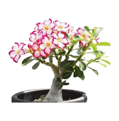 NeosKon Desert Rose， Adenium Obesum one Year Plant ， Baby Size Bonsai  Caudex (1 Rose) - Walmart.com