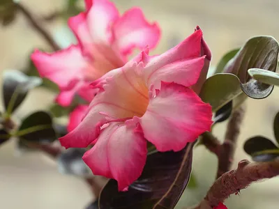 Adenium obesum - tips on caring for Desert Rose