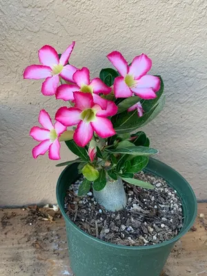 The Desert Rose Plant aka Adenium Obesum Is Just Amazing - Article onThursd