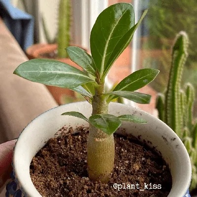 Adenium Obesum 'Desert Rose' Seeds – Plantflix