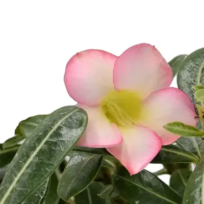 Adenium obesum 'Pink star'