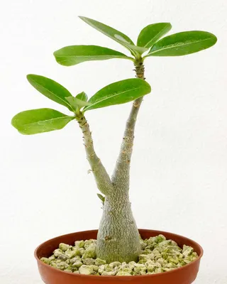 Adenium – Bonsai Today