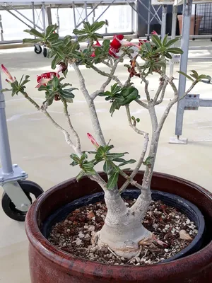 Beautiful flowers Adenium obesum or commonly called Japanese frangipani  flowers. This ornamental plant with a dark pink crown and green leaves can  live well in the tropics to be called the desert