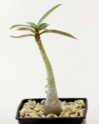 Adenium Picotee