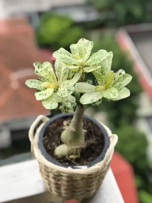 Adenium somalense var. crispum x obesum - Life Science Student Association