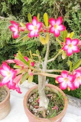 🌱 Adenium somalense | Seedlings | Shop Now