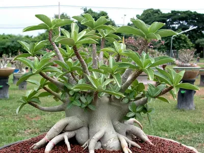 Desert Rose (Adenium) Mee Stang, Grafted, 5995 | Rare plant nursery - Top  Tropicals