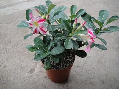 Adenium arabicum (Desert Rose) - World of Succulents