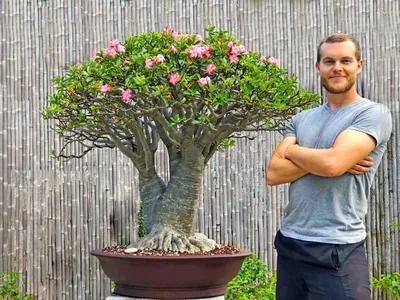 Adenium obesum (Desert rose) - 10 seeds – Rare Plant World