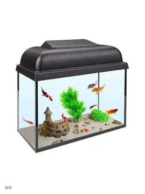 Как обустроить домашний аквариум | Garfield.by