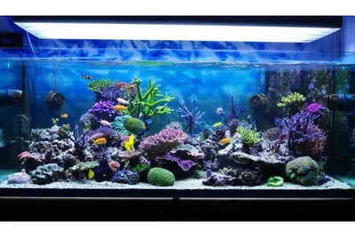Аквариум Aqua Glo прямоугольник на 10л. день/ночь с рыбками тернеция  GloFish 11379 купить в Минске