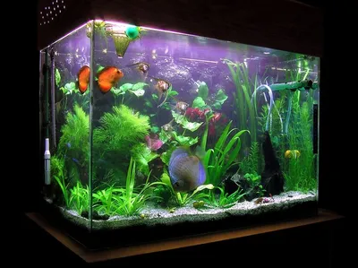 Статья на тему: Как выбрать аквариум? Советы для начинающих