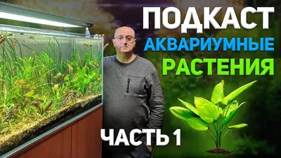 Цветущие аквариумные растения. | Аквариум VanBiz | Дзен