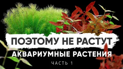 Аквариумные растения