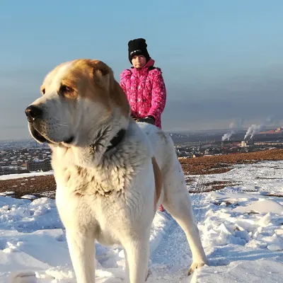 Кавказская овчарка или алабай? Кого выбрать? | Dudusik Dog | Дзен