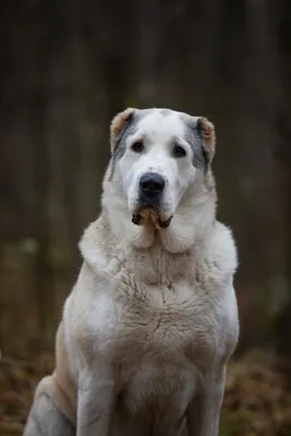 Алабай | Big dog breeds, Kangal dog, Big dogs