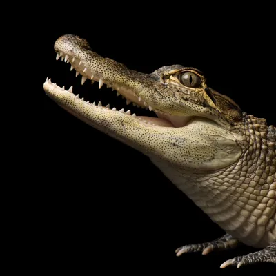 15 Amazing Facts About Alligators