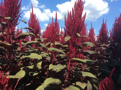 Амарант метельчатый Бронзовый Amaranthus cruentus Bronze - купить семена  цветов с доставкой по Украине в магазине Добродар