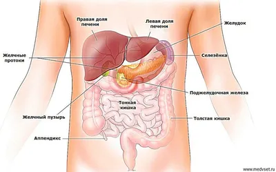[78+] Анатомия брюшной полости человека в картинках обои