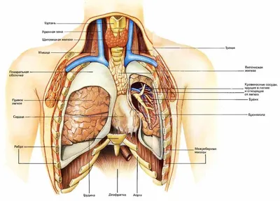 Картинки расположение органов человека (69 фото)